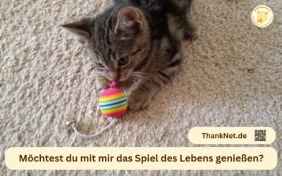 So stärken wir das Katzenwohl